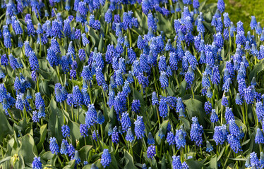 blue muscari flowers blooming in a garden