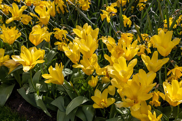 Yellow tulips Yellow Empress called, lily flowered group. Tulips are divided into groups that are defined by their flower features