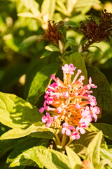Buddleja japonica near Bad Griesbach, Bavaria, Germany