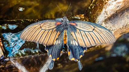 Macro of Papilio memnon, great Mormon butterfly, on a sunny summer day