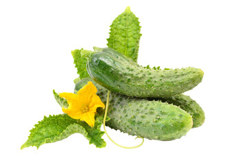 Cucumber with leaves isolated