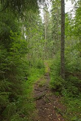 Trail in nature on the island of Linlo in autumn, Kirkkonummi, Finland.