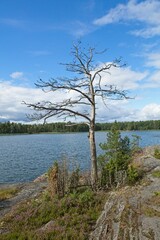Tree on seashore in cloudy autumn weather.