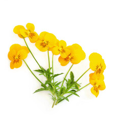 Yellow pansy flower plant Panola XP variety on white background. Floral edible food decoration, herbal medicine. Treats dandruff, itching, cradle cap, acne, purifies blood, skin disorders, psoriasis.