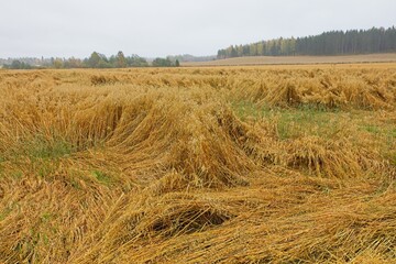 Farmland landscape of bent and damaged crop field after windy storm in cloudy autumn weather.