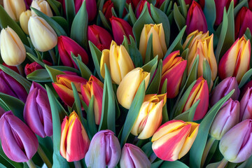 Arrangement of Tulip Bouquets. Beautifully Arranged Colorful Tulips Perfect for Gifts or Decorations During the Holiday Season.