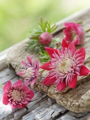 pink flowers on wooden background