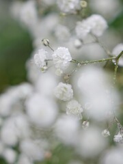 snow covered branches
