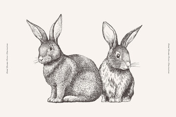 Two cute rabbits are sitting on a light background. Adorable bunny in engraving style. Wild forest animal or furry pet with long ears, vector illustration.