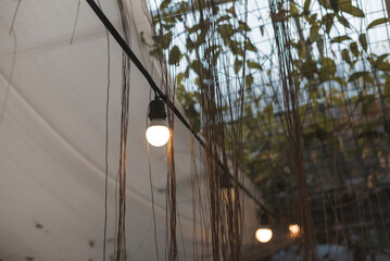 Warm light bulbs hang amidst vines at an al fresco wedding reception, creating a cozy and romantic...