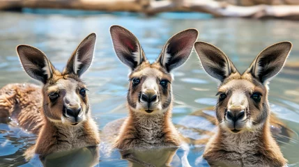 Foto auf Acrylglas Funny and cute kangaroos in the water close-up, A photo for a postcard or poster. © PSCL RDL