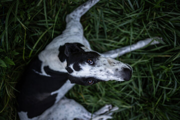Graceful greyhound dog resting lying on green grass. View from above.