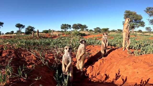 Suricate Meerkats standing in a row, basking in the early morning sunshine beside their burrow, scanning the area for danger and predators in the Southern Kalahari.