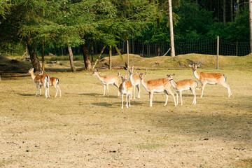 Sika or spotted deers herd in Denmark.