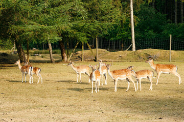 Sika or spotted deers herd in Denmark.
