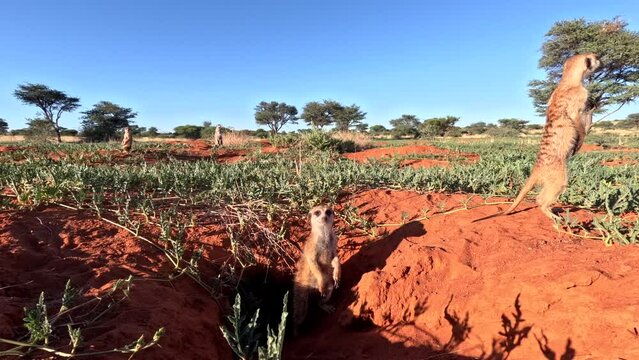Time-lapse of Meerkats basking in the early morning sunshine, scanning the area for danger in Southern Kalahari.