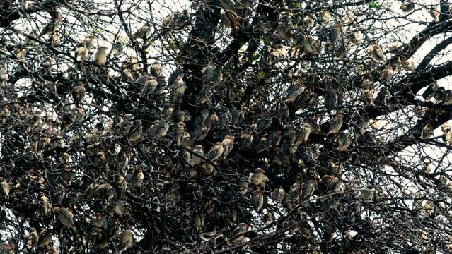 Big flock of Red-billed Quelea roosting in a bare tree. Branches and twigs are densly packed with birds. Every now and then a bird flutters up and settles somewhere else.