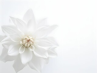 background white flower minimal