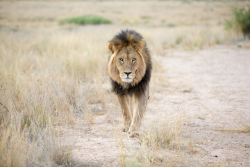 A big male lion with his black mane walking in the grass field savannah.