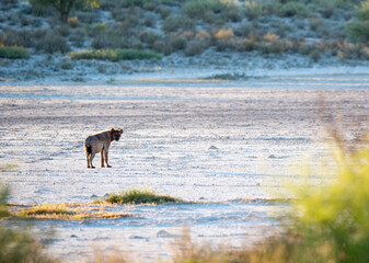 A spotted hyena standing on a pan in the wilderness.