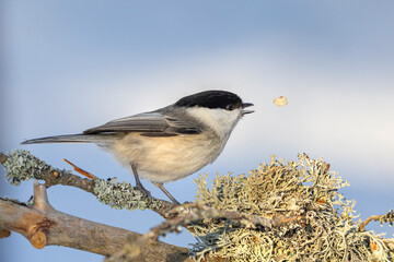 a bird on a branch