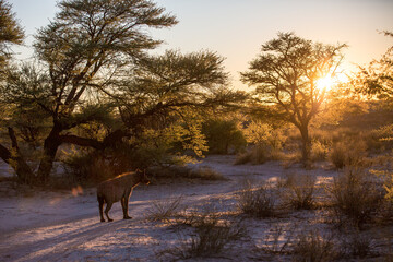 A spotted hyena standing in the wilderness at sunrise, with the rays shining through the camelthorn trees.