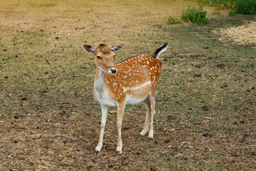 Sika or spotted deer in Denmark.