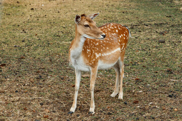 Sika or spotted deer in Denmark.