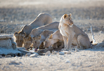 A pride of 5 lions drinking water, one looking out.