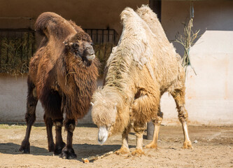 Bactrian camel. Pair.
The natural color of the Bactrian camel is brown-sand of various shades. Camel wool is a very valuable raw material. - 737854485