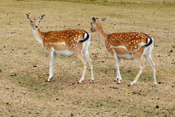 Two sika or spotted deers in Denmark.