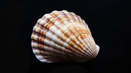 A single seashell, delicately placed against a colored background, captures the essence of the ocean