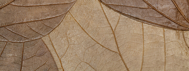 Texture of dry beige autumn organic leaves background, macro. Structure of brown natural leaf with pattern.