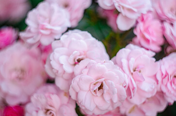 Decorative branch of pink roses in the garden