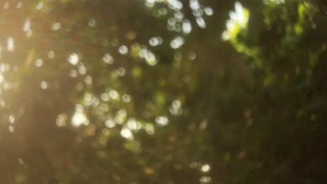 komorebi Sunlight though tree bokeh nature background