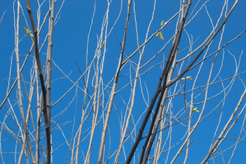 tree branches against the blue sky, close-up of the branches