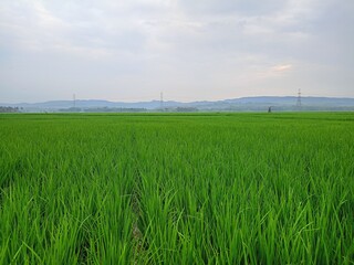 wind turbines in field