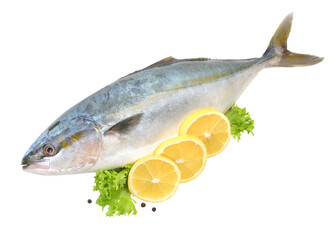 Fish yellowtai on white background isolated (Japanese amberjack)