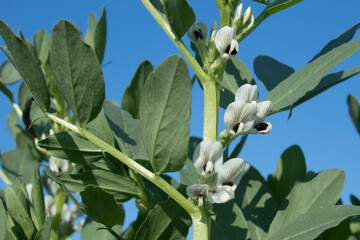 Broad bean (Vicia faba) grows in the field.