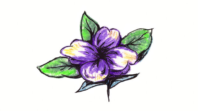 Illustration of a violet flower drawn naturally with pastel crayons.