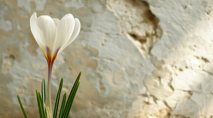 A large flower of delicate white crocus against a rough concrete wall. Spring Concept. Festive card...