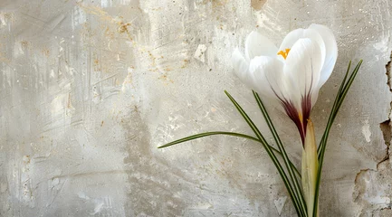 Foto op Plexiglas A large flower of delicate white crocus against a rough concrete wall. Spring Concept. Festive card for birthday, anniversary. © Alexander