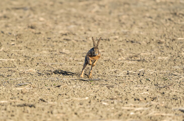 Captured in a moment of dynamic grace, a hare races across the field, its swift motion frozen in time. The epitome of wildlife energy and rural vitality, beautifully encapsulated