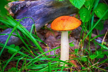 young butter mushrooms grow in a pine forest after rain