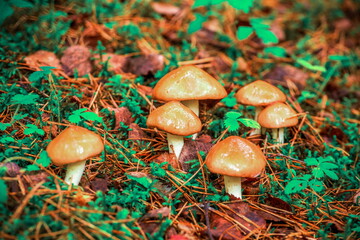 young butter mushrooms grow in a pine forest after rain