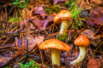 young butter mushrooms grow in a pine forest after rain