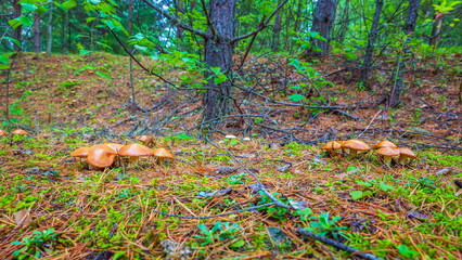 young butter mushrooms grow in a pine forest after rain
