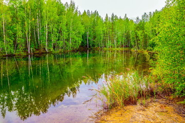 Forest lake on a summer day