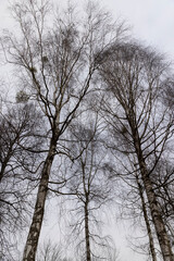 Fototapeta na wymiar cloudy weather in windy weather in the winter park with birch tree