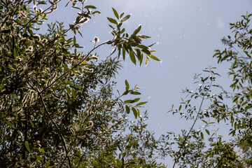 flying in the sky white fluff from willow in spring